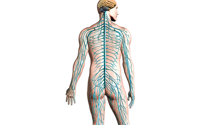 Damages: Spinal cord and peripheral nerve injuries Damages: Spinal cord and peripheral nerve injuries
