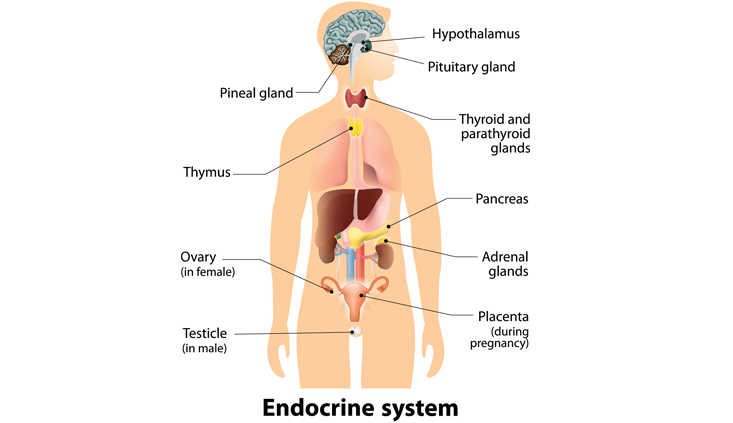 Evaluating the interplay between endocrine function and traumatic brain injuries Evaluating the interplay between endocrine function and traumatic brain injuries