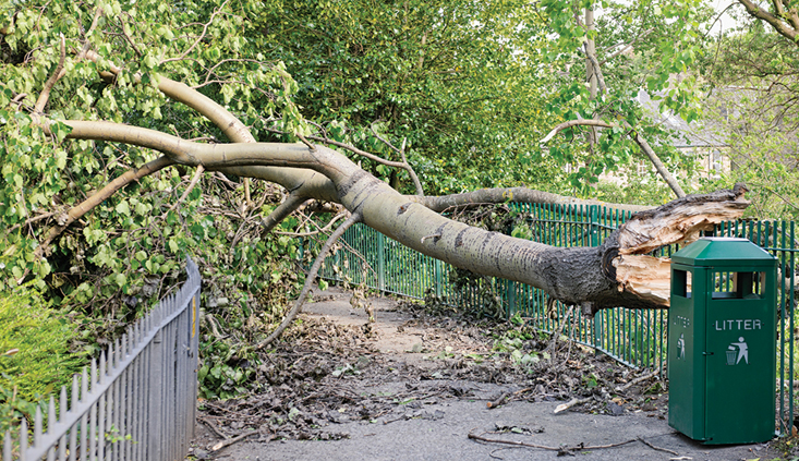 Trees: A primer on how to beat the “Act of God” defense