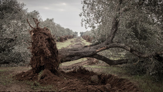 Uprooting the decision tree Uprooting the decision tree