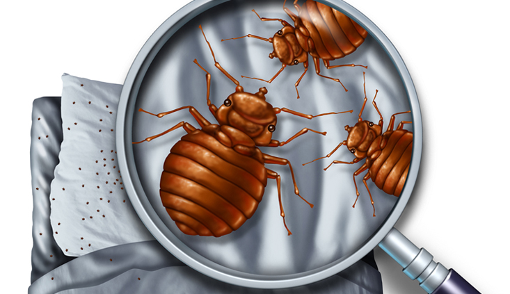 Bitten by bed bugs Bitten by bed bugs